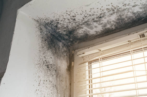 Affordable Hvac And Air Duct Mold Remediation solutions in Oxford, MI
